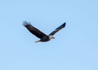 Flying bald eagle isolated