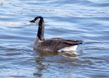 Country goose in winter