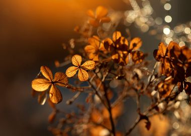 Autumn flowers