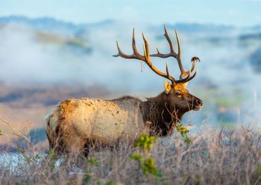 Tule Elk Bull