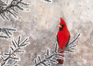 The red cardinal in winter