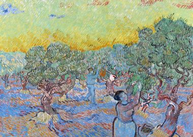 Olive grove with pickers