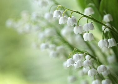 Lilies of the valley