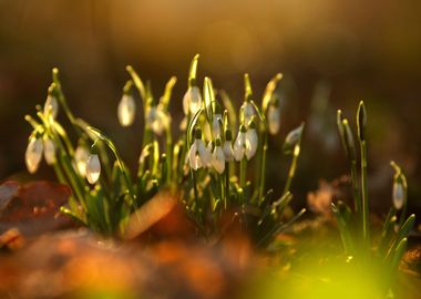 Spring flowers