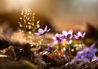 Spring purple flowers