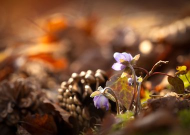 Spring purple flowers