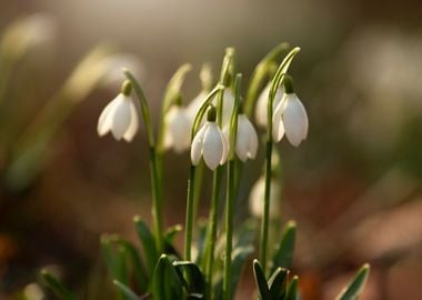 Spring flowers