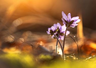 Spring purple flowers