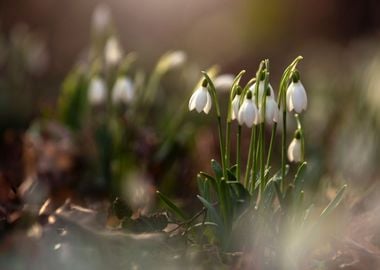 Spring flowers