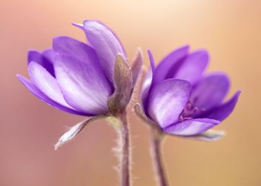 Spring purple flowers