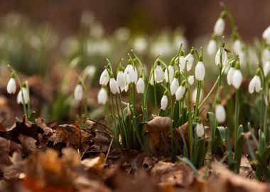 Spring flowers