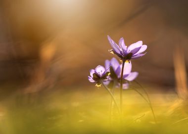 Spring purple flowers