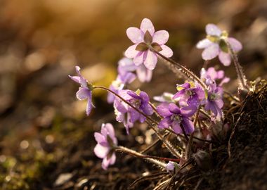 Spring flowers