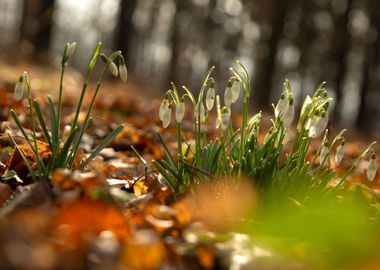 Spring flowers