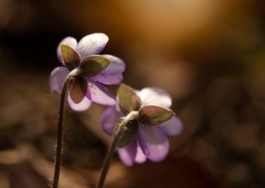 Spring flowers