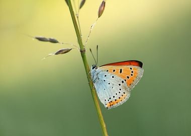 Summer butterfly