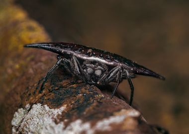 Spiny Orb Weaver Spider