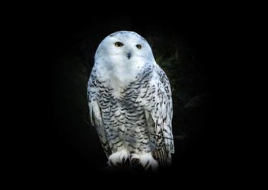 Snowy owl