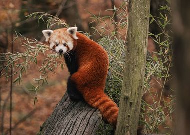 red panda