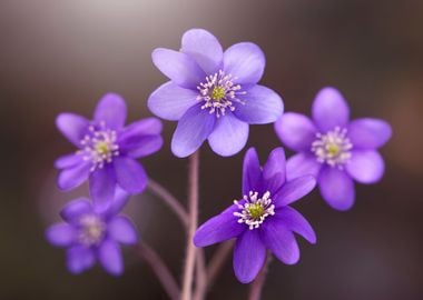 Spring purple flowers