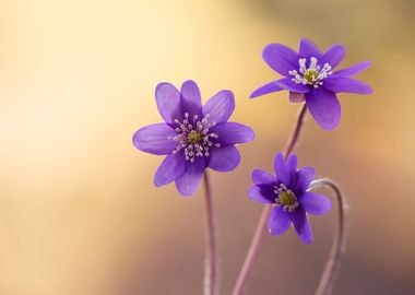 Spring purple flowers