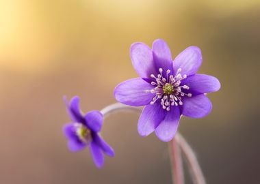 Spring purple flowers