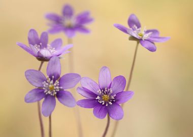 Spring purple flowers