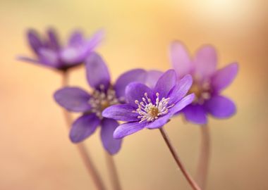 Spring purple flowers