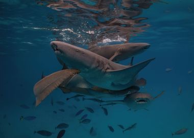 Maldivian Nurse Sharks