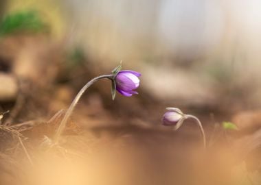 Spring flowers