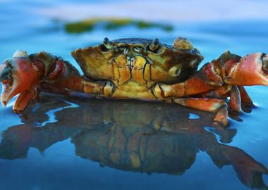 Crab Landscape