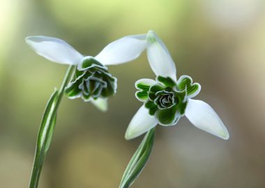 Spring flowers