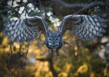 Eagle Owl