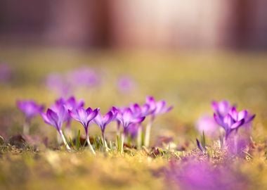 Spring flowers