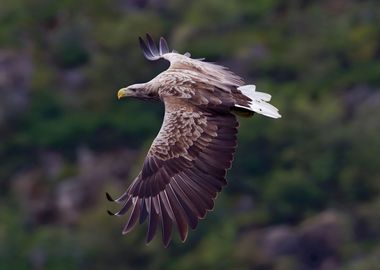 White Tailed Eagle