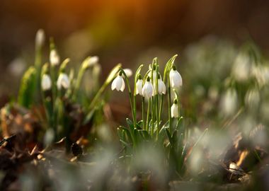 Spring flowers