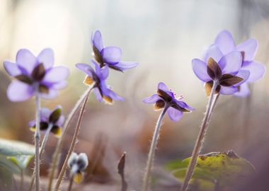 Spring flowers