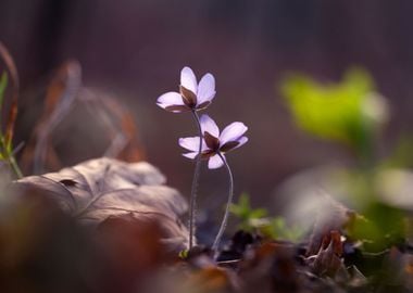 Spring flowers