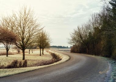 Journey Through the Forest