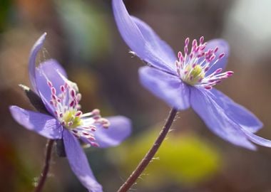 Spring flowers