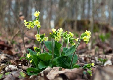 Primula flowers