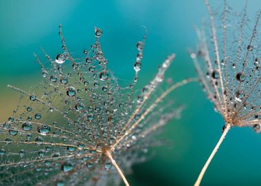 Dandelions