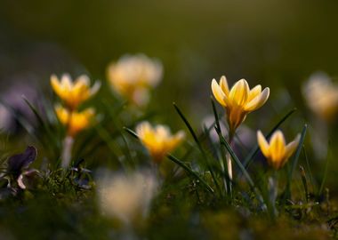 Spring flowers