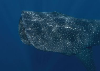 Whale Shark Portrait