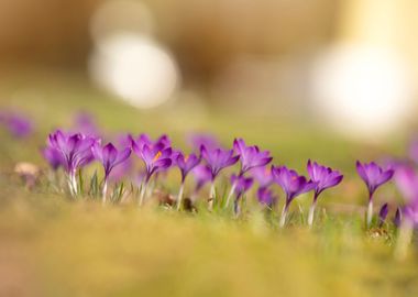 Spring flowers Crocuses