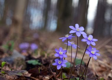 Spring flowers