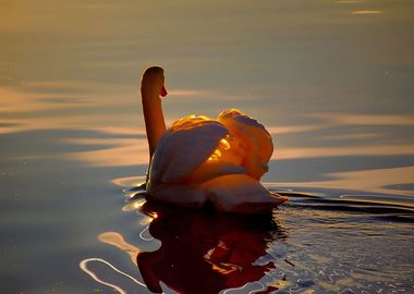 Swan