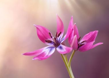 Botanical tulips