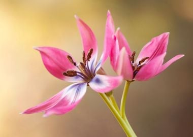 Botanical tulips