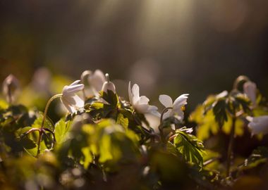 Spring flowers